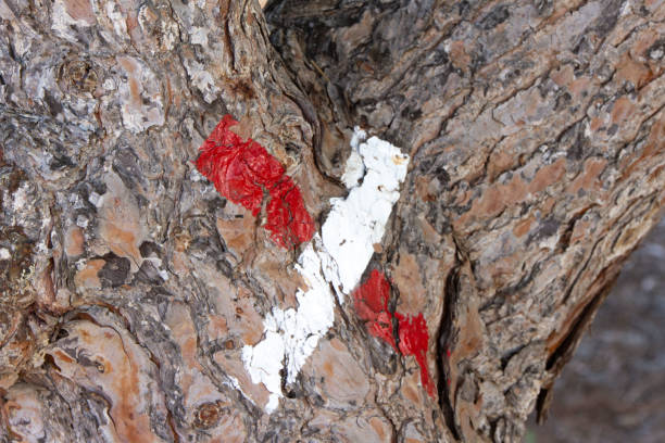 Tree marked with red and white X. Guide sign made with paint. hiking sign.