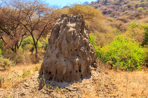 Termite mound in Lake Manyara National Park in Tanzania