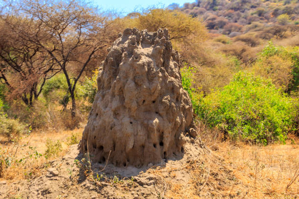 Termite mound in Lake Manyara National Park in Tanzania stock photo