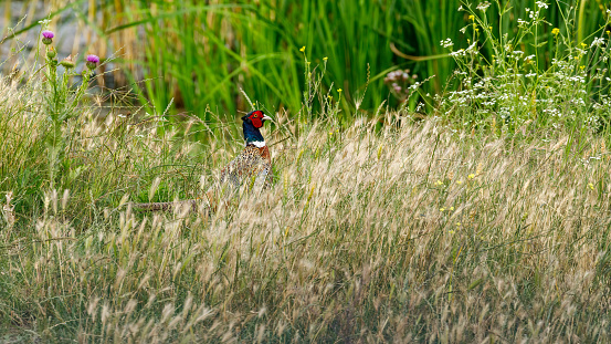 Pheasant small game bird on meadow
