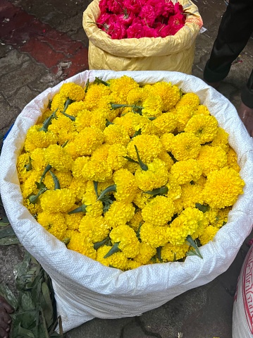 Sack of yellow chrysanthemum buds for sale in an Indian flower market. These are used to scatter in Hindu worship and to offer in Hindu blessings