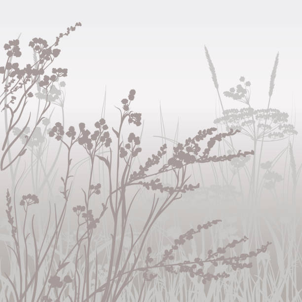 istock Wallpaper depicting wild grass in the fog at dawn with a romantic mood of the fields 1475219708