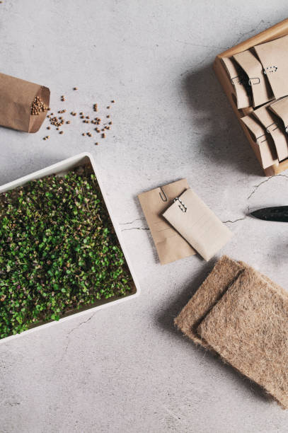 istock growing microgreen at home. Preparations for seeding with coconut rugs and seeds. Top view, copy space. 1475220055