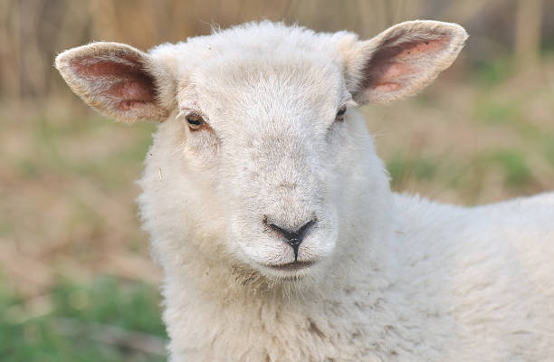 istock portrait of a lamb 147522047