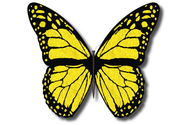Colorful butterfly flies with open wings on a white background.