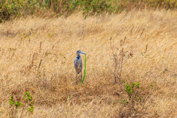 черноголовая цапля (ardea melanocephala), поедая восточную зеленую мамбу (dendroaspis angusticeps) в сухой траве в национальном парке кратера нгоронгоро, танзан - angusticeps стоковые фото и изображения