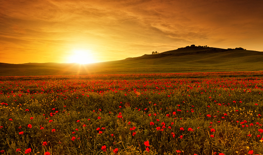 Poppy field in Tuscany at sunset