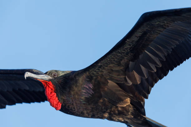 istock male great frigatebird (Fregata minor) in flight 1475222595