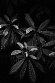 istock Black and white leaves 1475222864