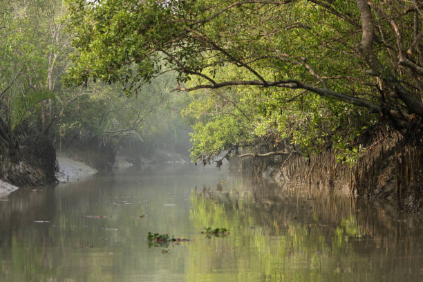 istock A canal in Sundarbans 1475223004