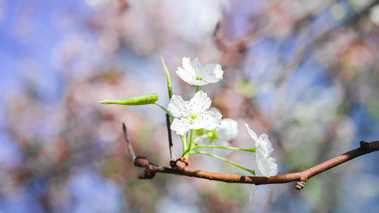 Twig of cherry blossoms with flowers and bud on green background.