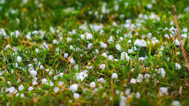 istock Hailstones in the grass 1475223525
