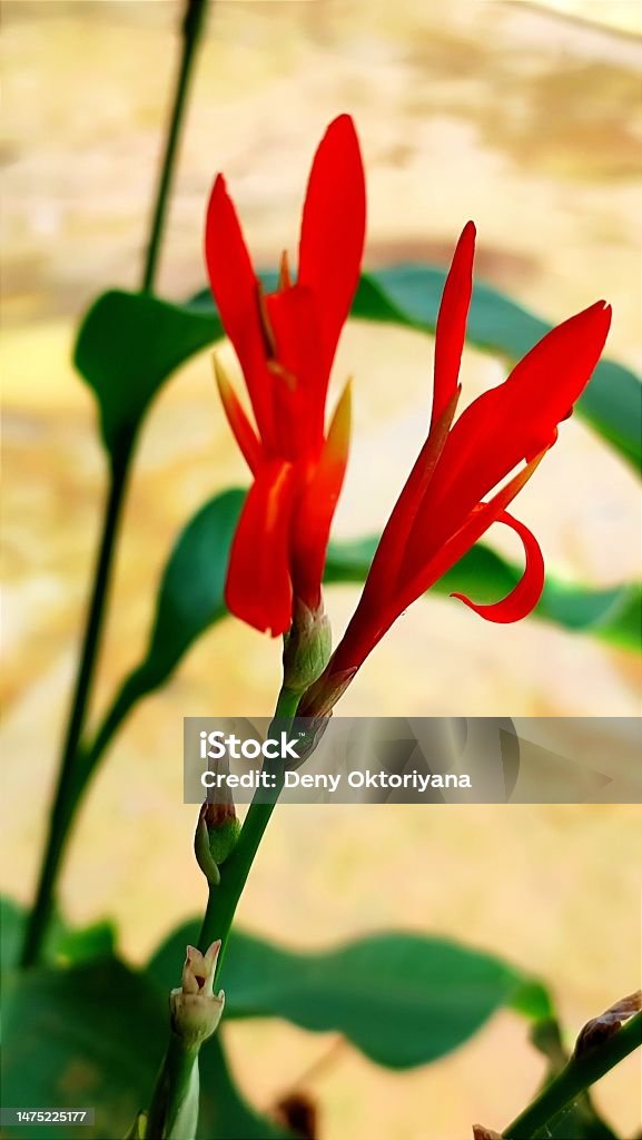 Canna On The Edge Of The Pond 3 Stock Photo - Download Image Now ...