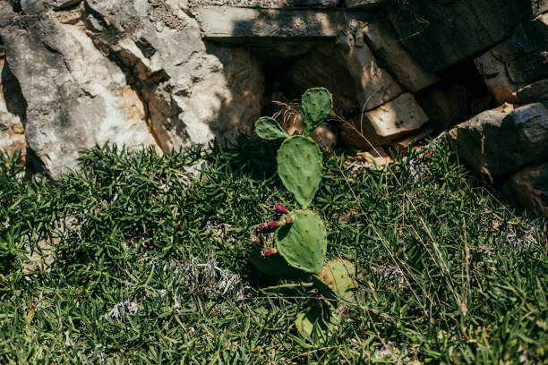 Mickey Mouse cactus. Mljet, Croatia.
