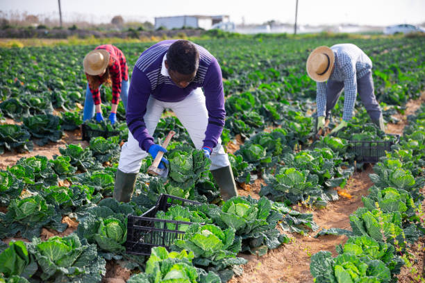 istock African-american man working on farm field on summer day, harvesting cabbage 1475228509