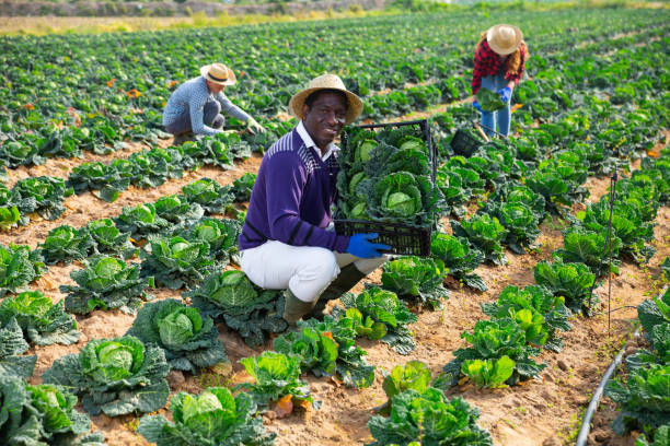 istock Afro american man farmer holding box full of cabbage 1475228515
