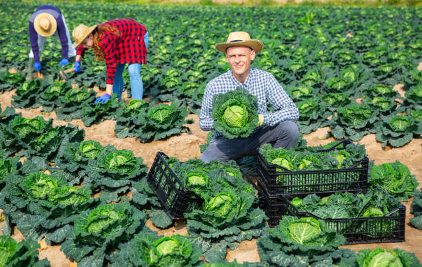 istock Smiling agricultural worker harvesting cabbage on farm plantation 1475228538