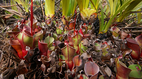 Various species of South American carnivorous pitcher plants have developed on the table mountains in the Guiana highlands. On Auyan Tepui, Heliamphora minor is a native species.