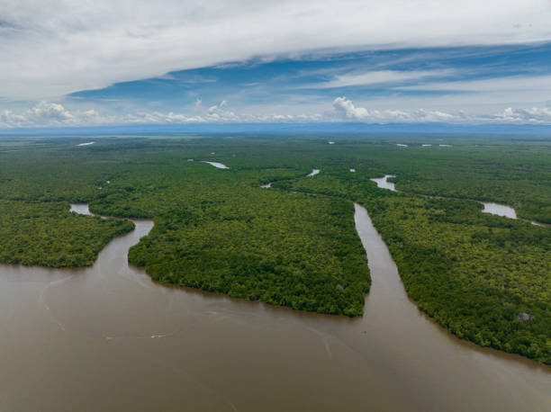 istock Mangroves in Borneo, Malaysia. 1475228905