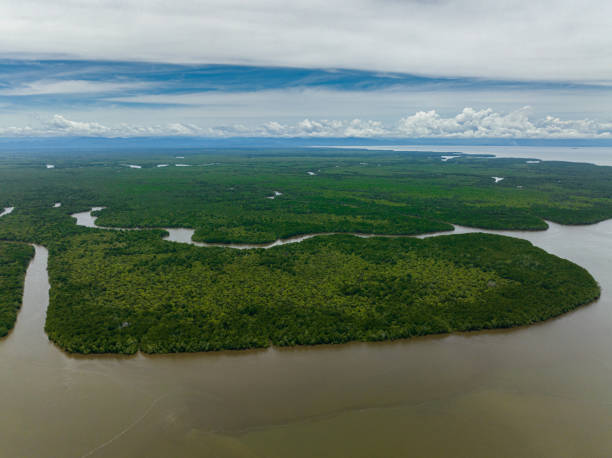istock Mangroves in Borneo, Malaysia. 1475228971