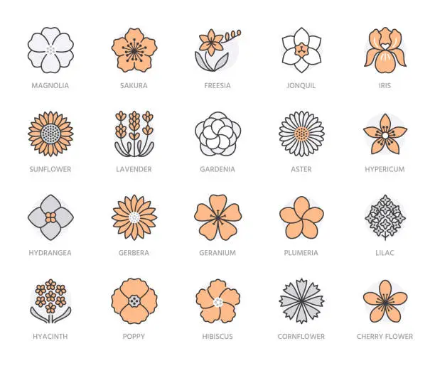 Vector illustration of Flowers flat line icons. Garden plants - sunflower, poppy, cherry, gardenia, lavender, gerbera, plumeria, hydrangea, freesia blossom. Thin sign for floral store. Orange color. Editable Stroke