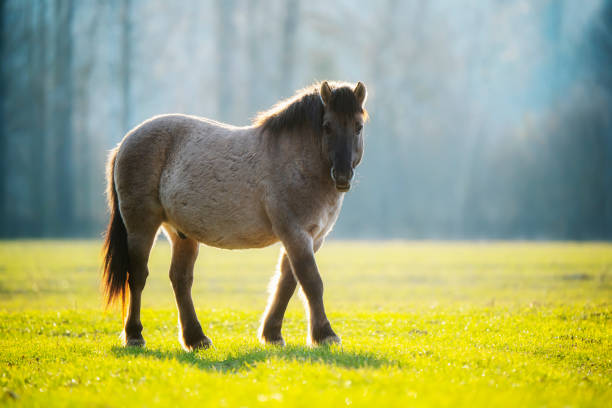 Foal on a desert island. Natural habitat. This is a photograph of wild mammals in the wild. Location: Danube Delta. Odessa region, Ukraine.