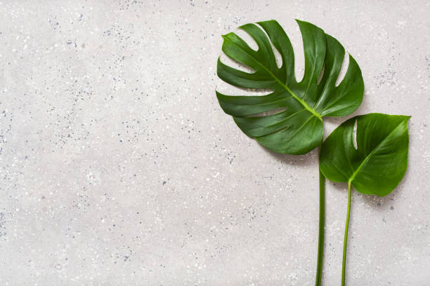 istock monstera leaf tropical plant on gray background 1475230142