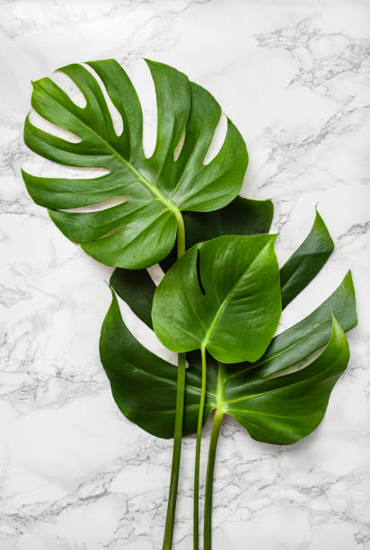 istock monstera leaf tropical plant on gray marble background 1475230209