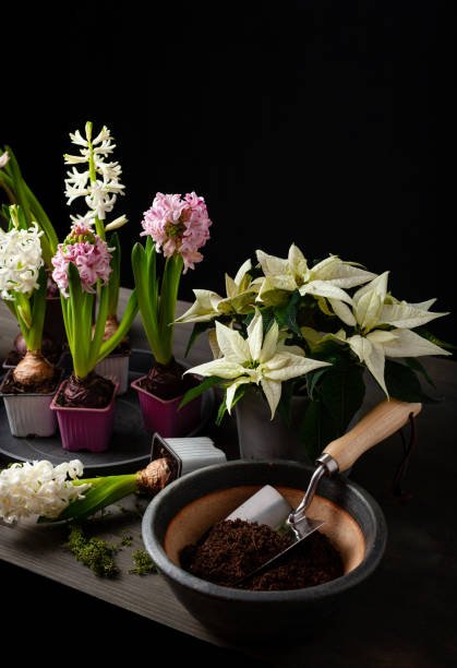plantation de fleurs d’hiver ou de printemps jacinthe sur fond noir, concept de jardinage - hyacinth lily family potted plant flower photos et images de collection