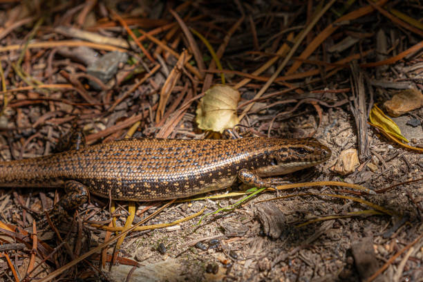 istock Water Skink, Narooma, NSW, December 2022 1475231563
