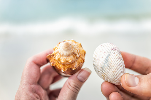 Macro closeup of couple two hands holding fighting horse conch sea shells in Barefoot beach at Bonita Springs of Southwest Florida near Naples with bokeh background