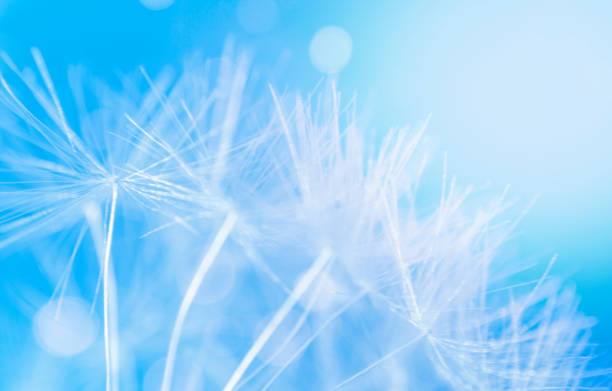 istock Abstract natural background. Macro of dandelions on a blue background. 1475231926