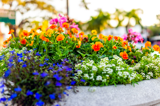 Summer flowerbeds in Gothenburg botanical garden