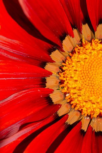Beautiful gazania treasure flower close-up