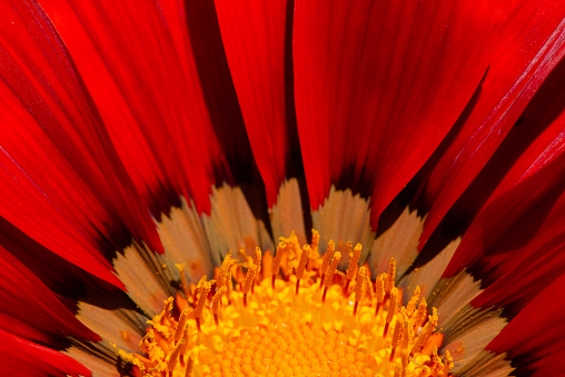 Beautiful gazania treasure flower close-up