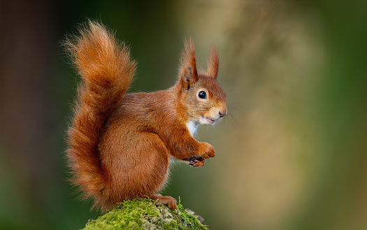 Red squirrel (Sciurus vulgaris) posed whilst foraging for food