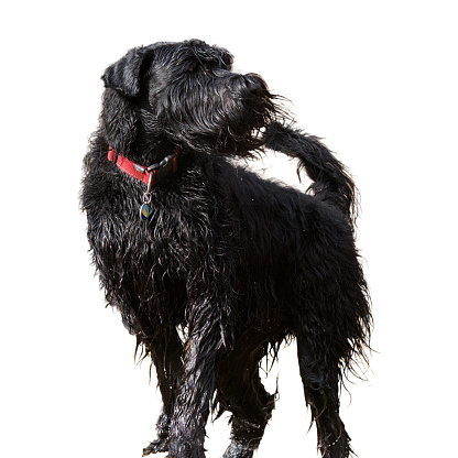 Front view of a beautiful wet standing black giant Schnauzer looking away on a white background.
