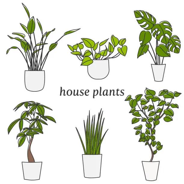 Vector illustration of Set of house plants