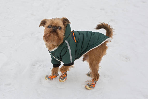 istock Brussels Griffin dog walks in winter 1475234830