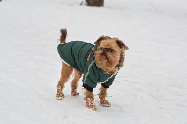 istock Brussels Griffin dog walks in winter 1475234847