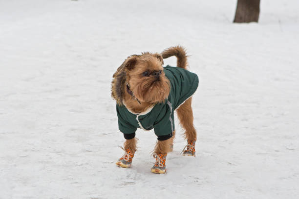 istock Brussels Griffin dog walks in winter 1475234848