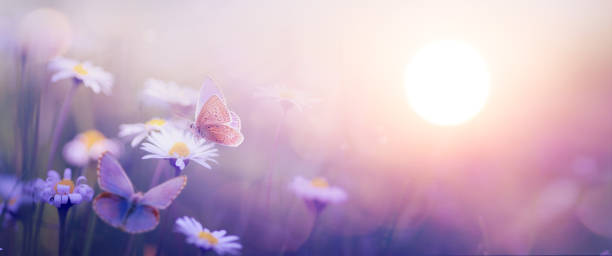 natur mit schönen schmetterlingen und blühenden frühlingsblumen gegen den himmel bei sonnenaufgang; abstrakte landschaft mit frühlingsblumen - flower spring field nature stock-fotos und bilder