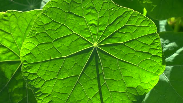 Sunlight penetrates through a plant leaf