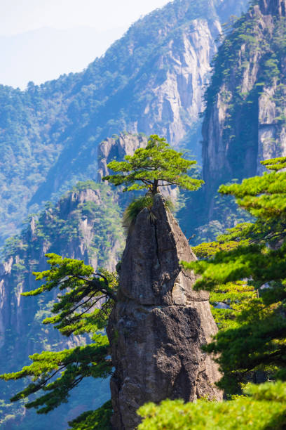 istock Pine trees in Huangshan Natural Scenic Area 1475237712