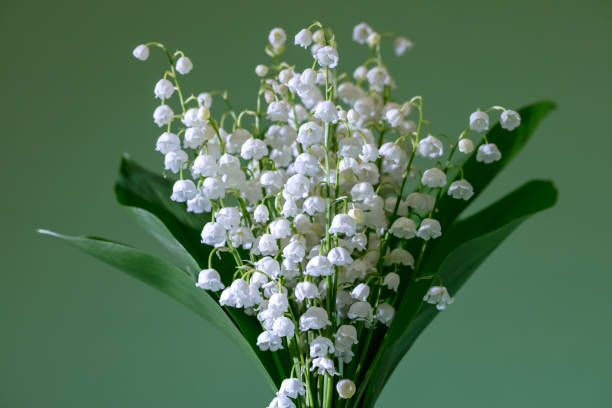 Lilies Of The Valley (Convallaria Majalis) - bouquet of flowers A DSLR photo of Lily-Of-The-Valley (Convallaria Majalis) - bouquet of forest flowers. lily of the valley stock pictures, royalty-free photos & images