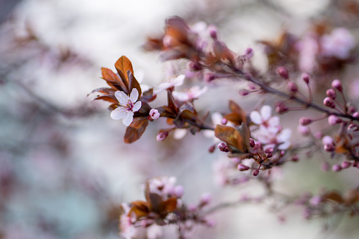 Branch of blossoming plum with pink flowers, blurred background. Japanese Sakura cherry blossoms. Spring time concept. Soft focus, shallow depth of field.