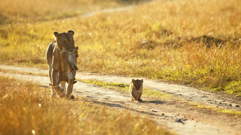 Mother's love is universal. Lioness carrying lion cub in mouth on wildlife reserve road