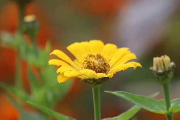 view of Common zinnia flower, view of Common zinnia that is so beautiful, Indonesia