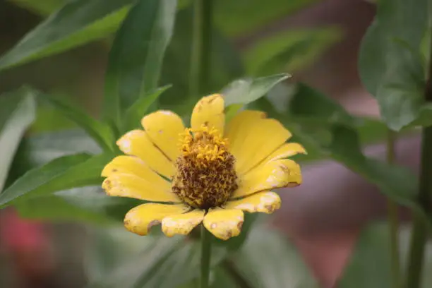 view of Common zinnia flower, view of Common zinnia that is so beautiful, Indonesia