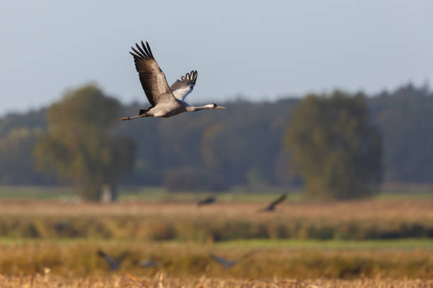 istock one common crane (grus grus) in flight over agricultural field 1475241282